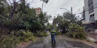 Mau tempo ocasionou queda de árvores em Porto Alegre