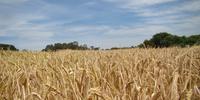 Rendimento do trigo no Rio Grande do Sul, em 2022, foi de quase 6 milhões de toneladas